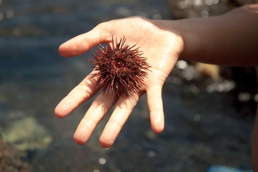 Is A Sea Urchin Poisonous
