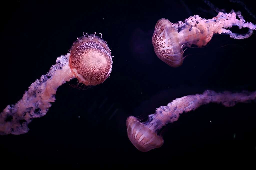 Do Jellyfish Travel In Groups