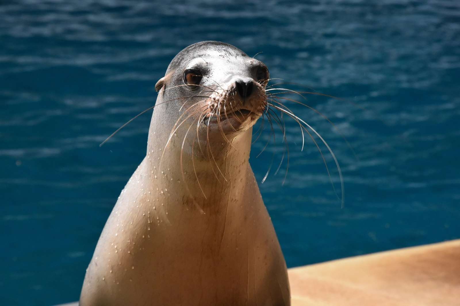 Do Seals Bite