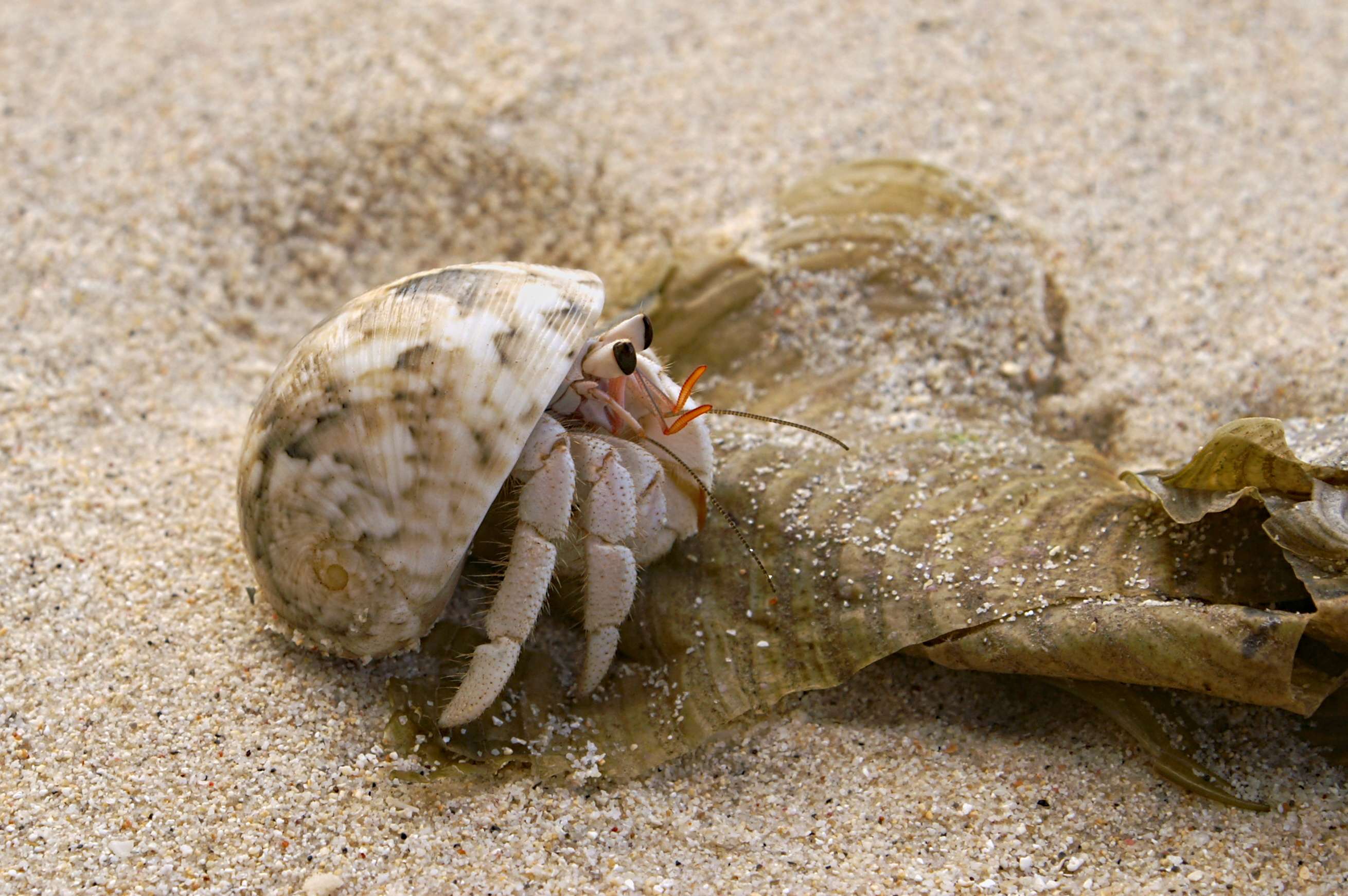 Are Hermit Crabs Arthropods