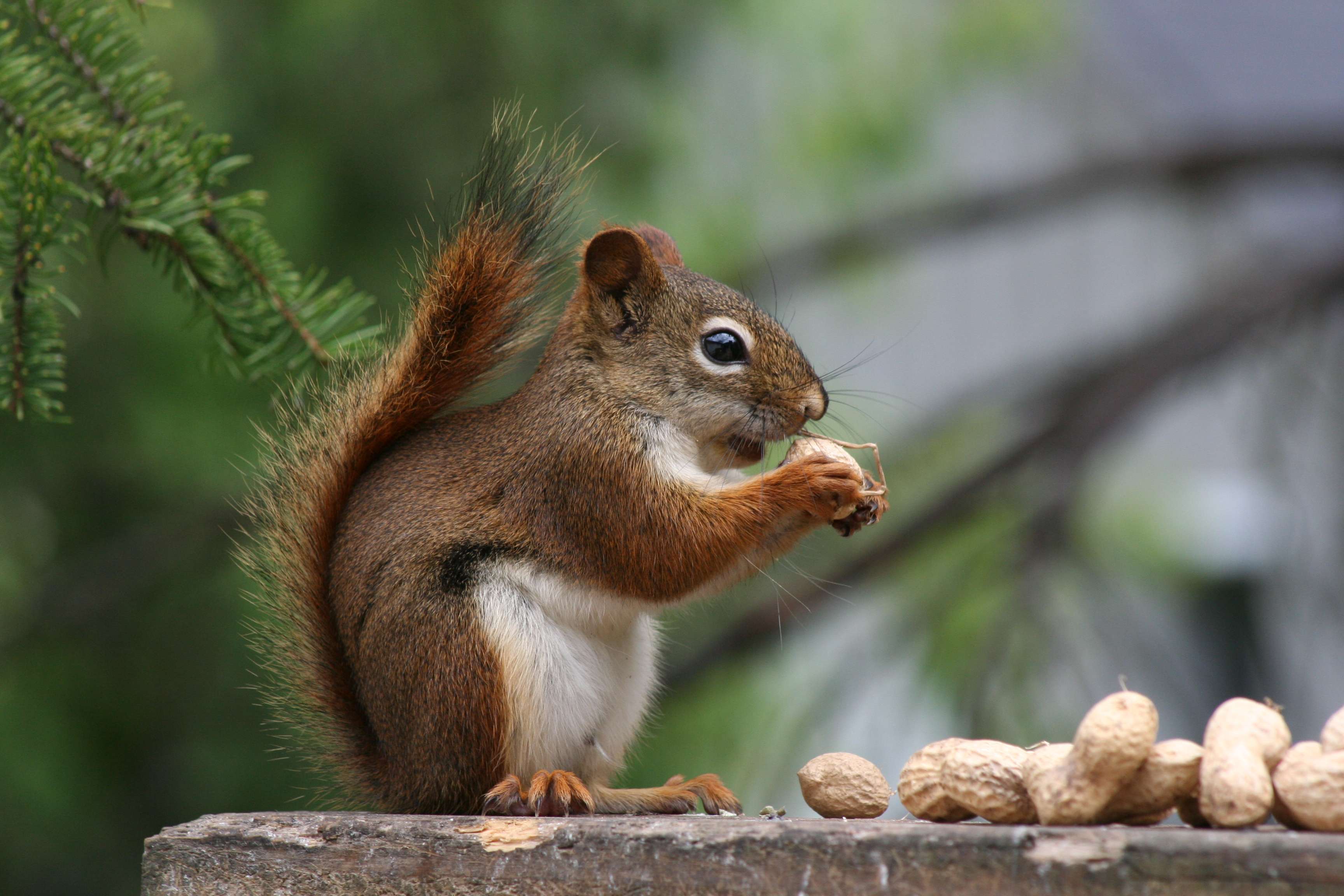 What Nuts Do Squirrels Eat
