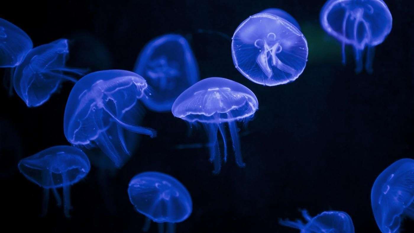 What Are Moon Jellyfish