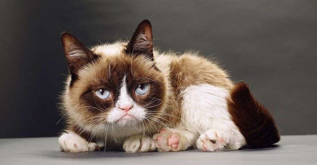 What Is Grumpy Cat Breed