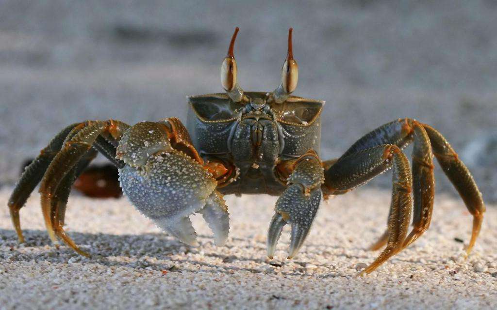 What Kind Of Crab Is Sebastian From The Little Mermaid
