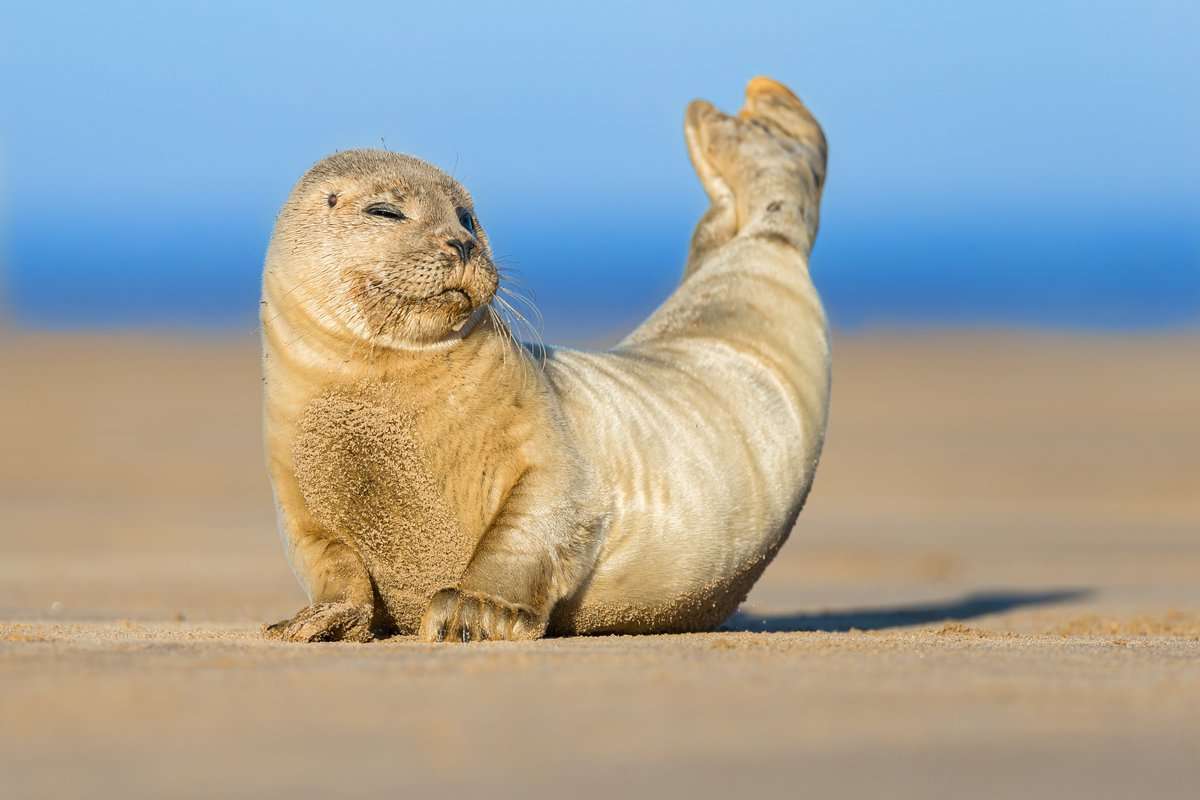 Do Seals Have Tails