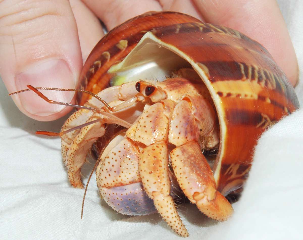 What Does A Molting Hermit Crab Look Like