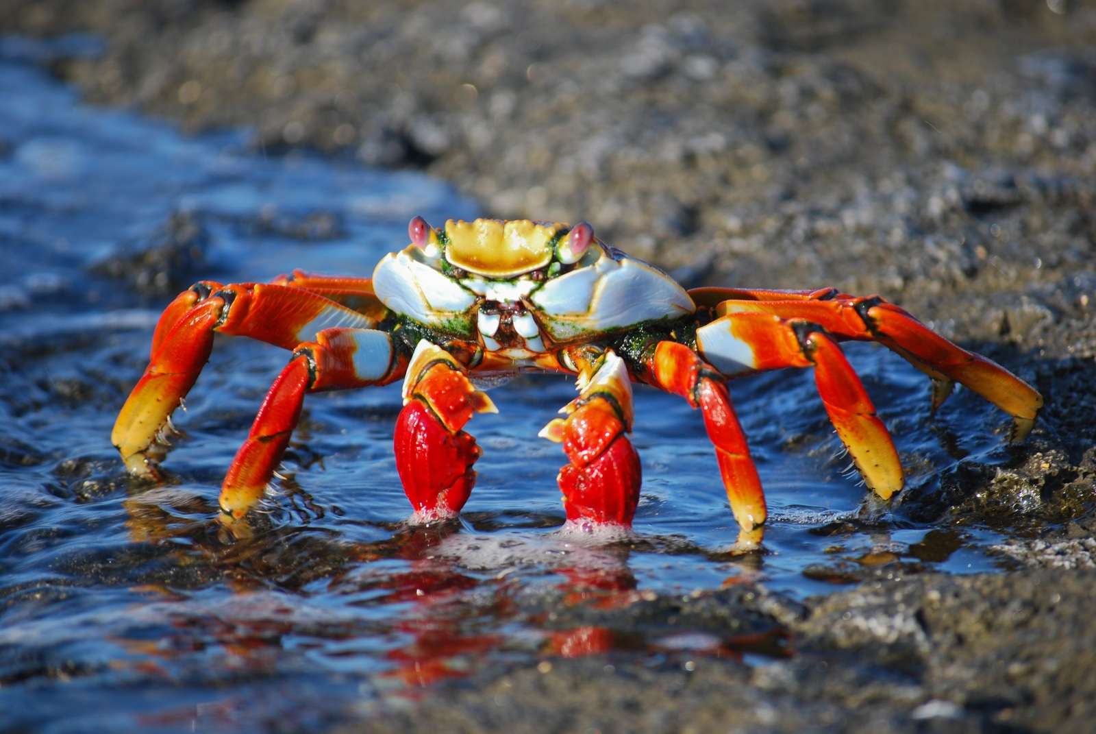 Does Crabs Have Bones