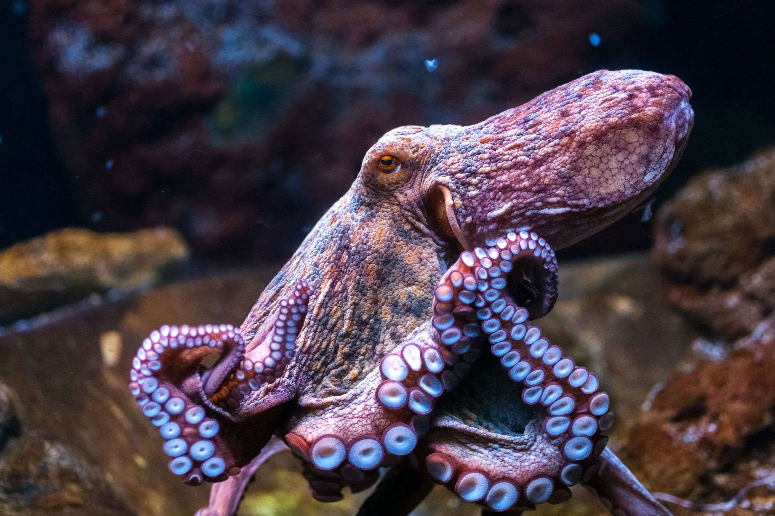 Can Octopus Regrow Limbs