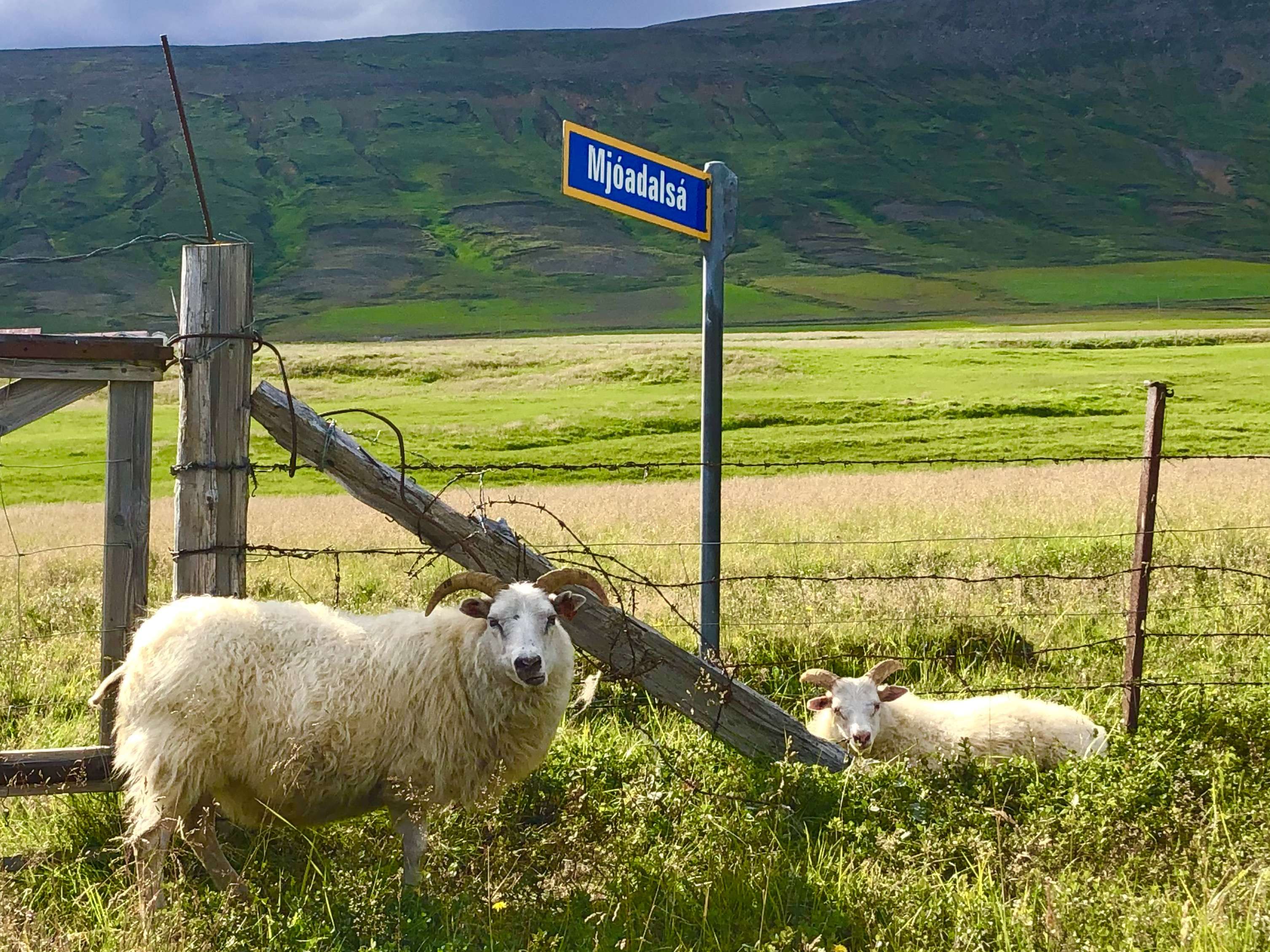 3.- NORTE DE ISLANDIA- DE FIORDOS DEL OESTE A FIORDOS DEL ESTE - Islandia. Ruta circular 14 días por libre en 4x4 pequeño (19)