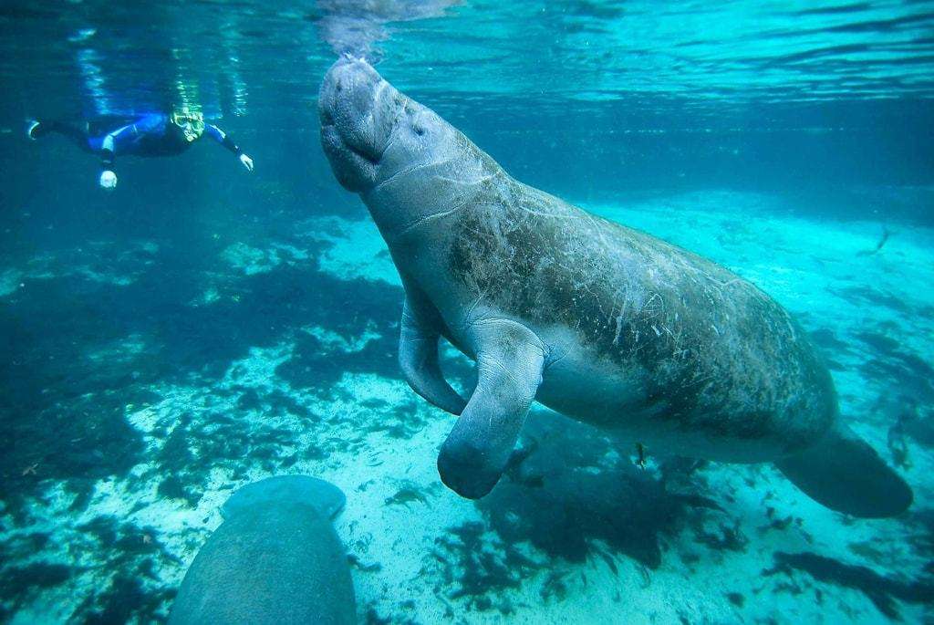 When Are The Manatees In Crystal River