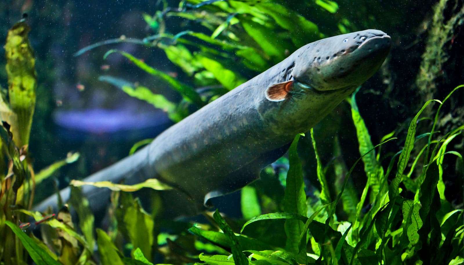 What Do Freshwater Eels Eat