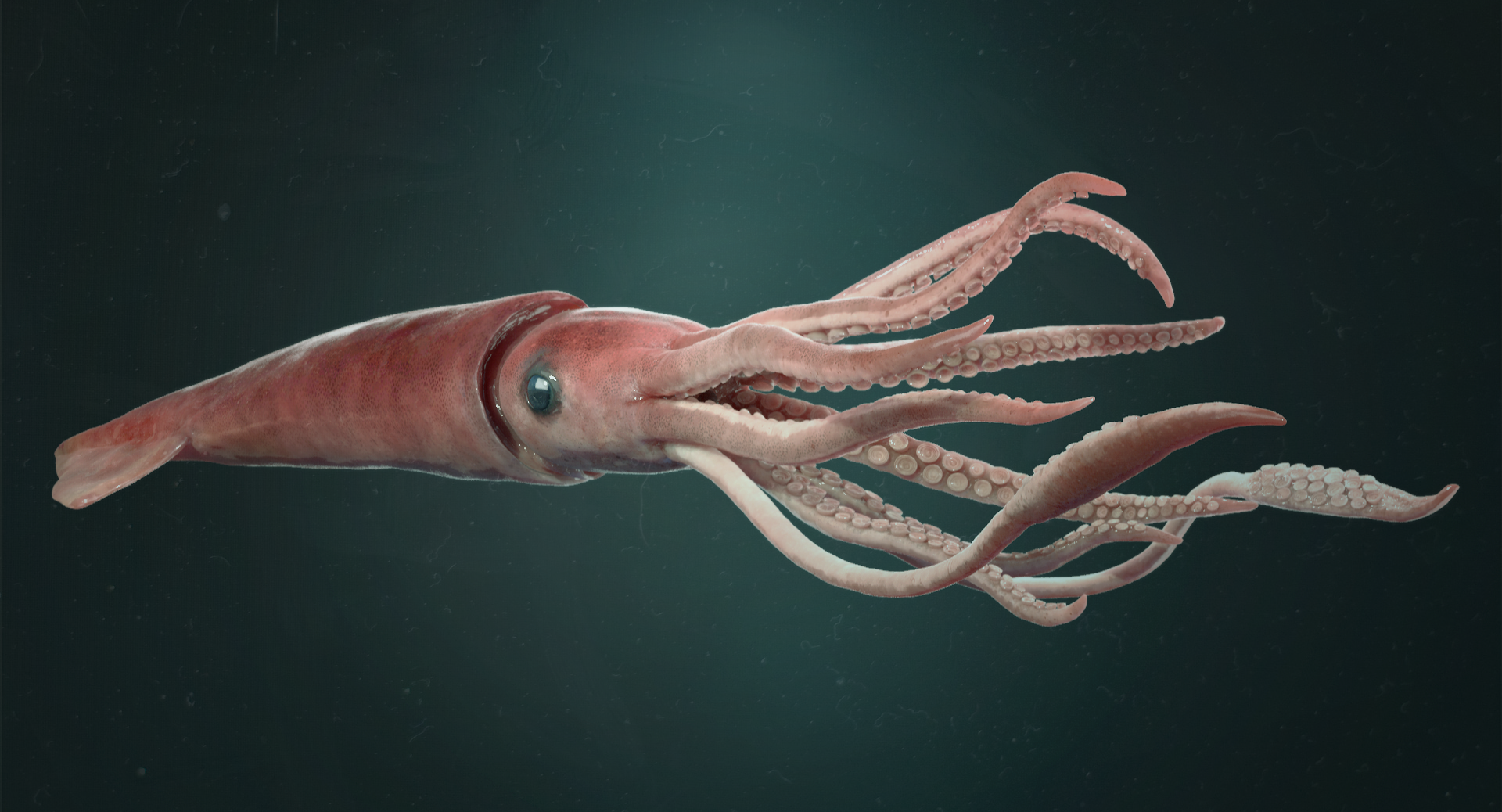 What Is The Difference Between Squid And Octopus
