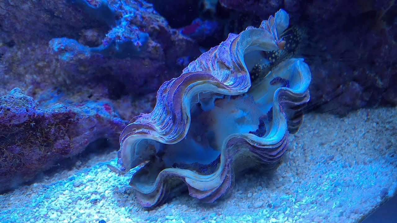 What Do Giant Clams Eat