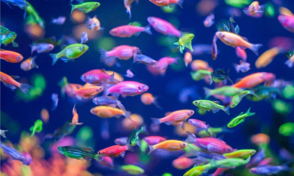 How Long Do Glow Fish Live