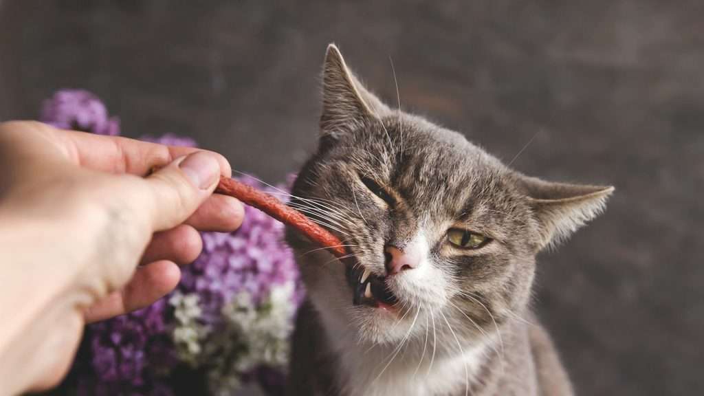 Do Cats Chew Their Food 