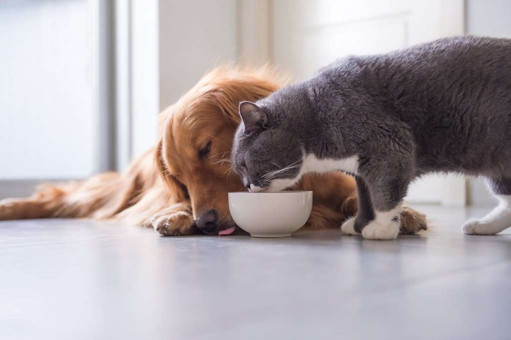 How To Keep Cat Food Away From Dog 