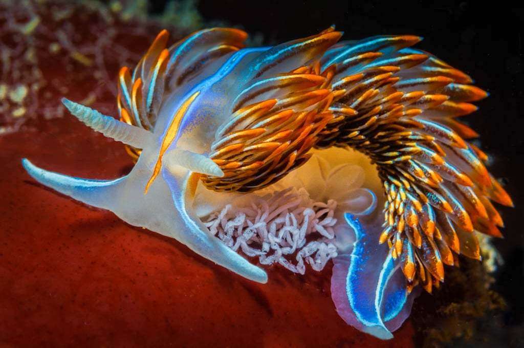 What Do Nudibranchs Eat