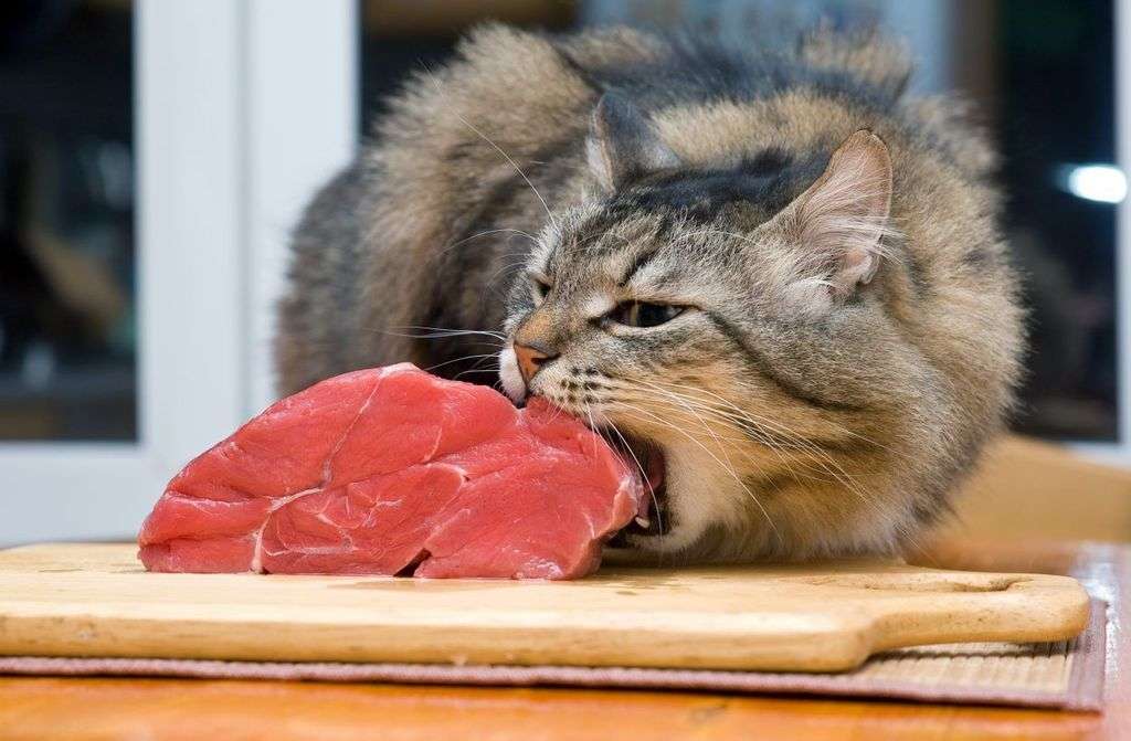 What Human Food Do Cats Like 