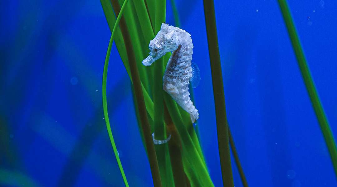 How Many Species Of Seahorses Are There