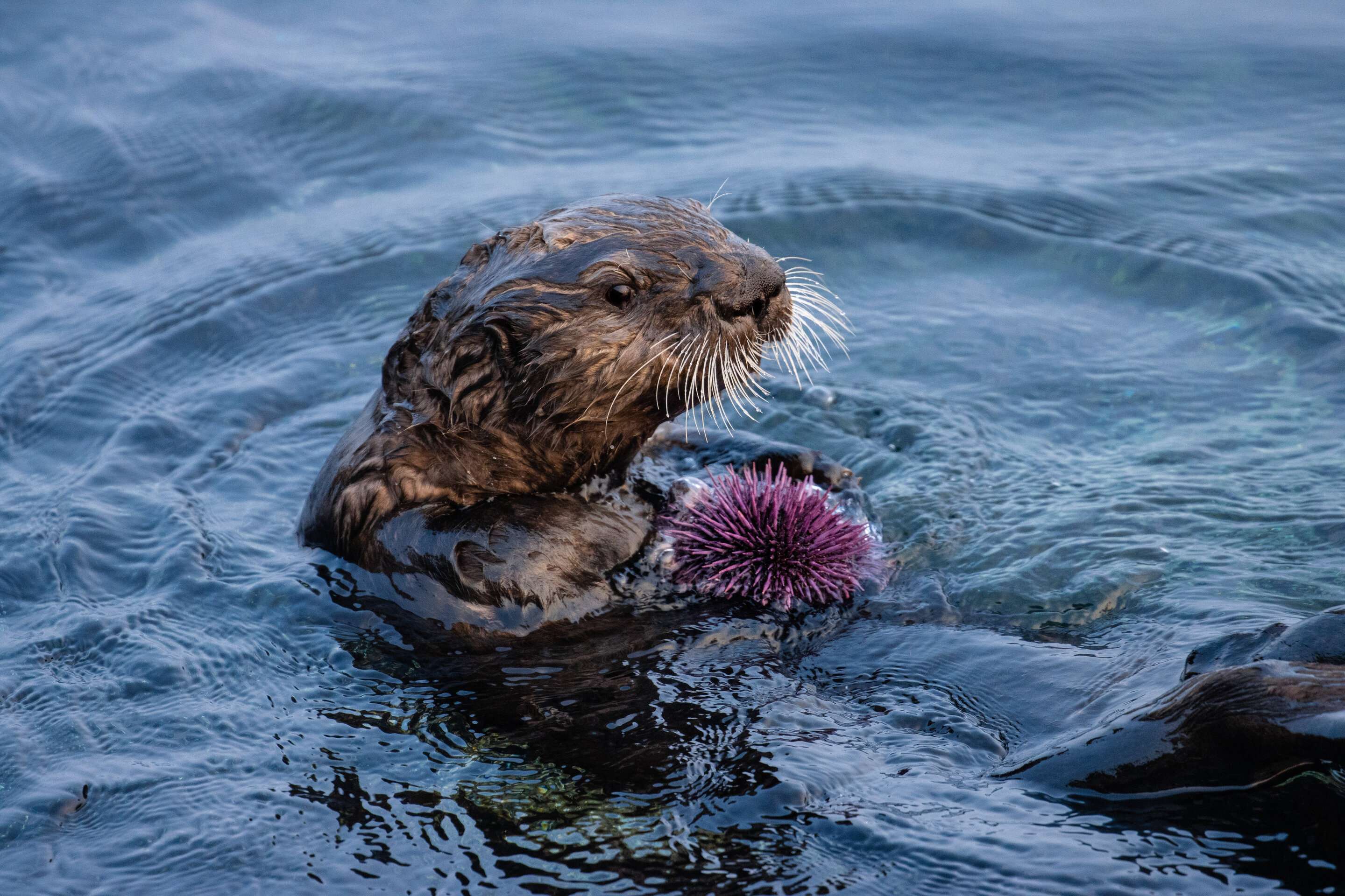 Do Otters Eat Sea Urchins
