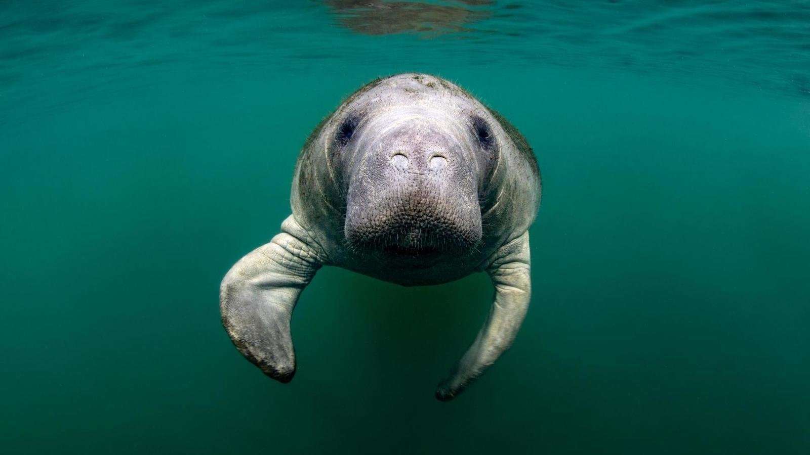What Is A Group Of Manatees Called
