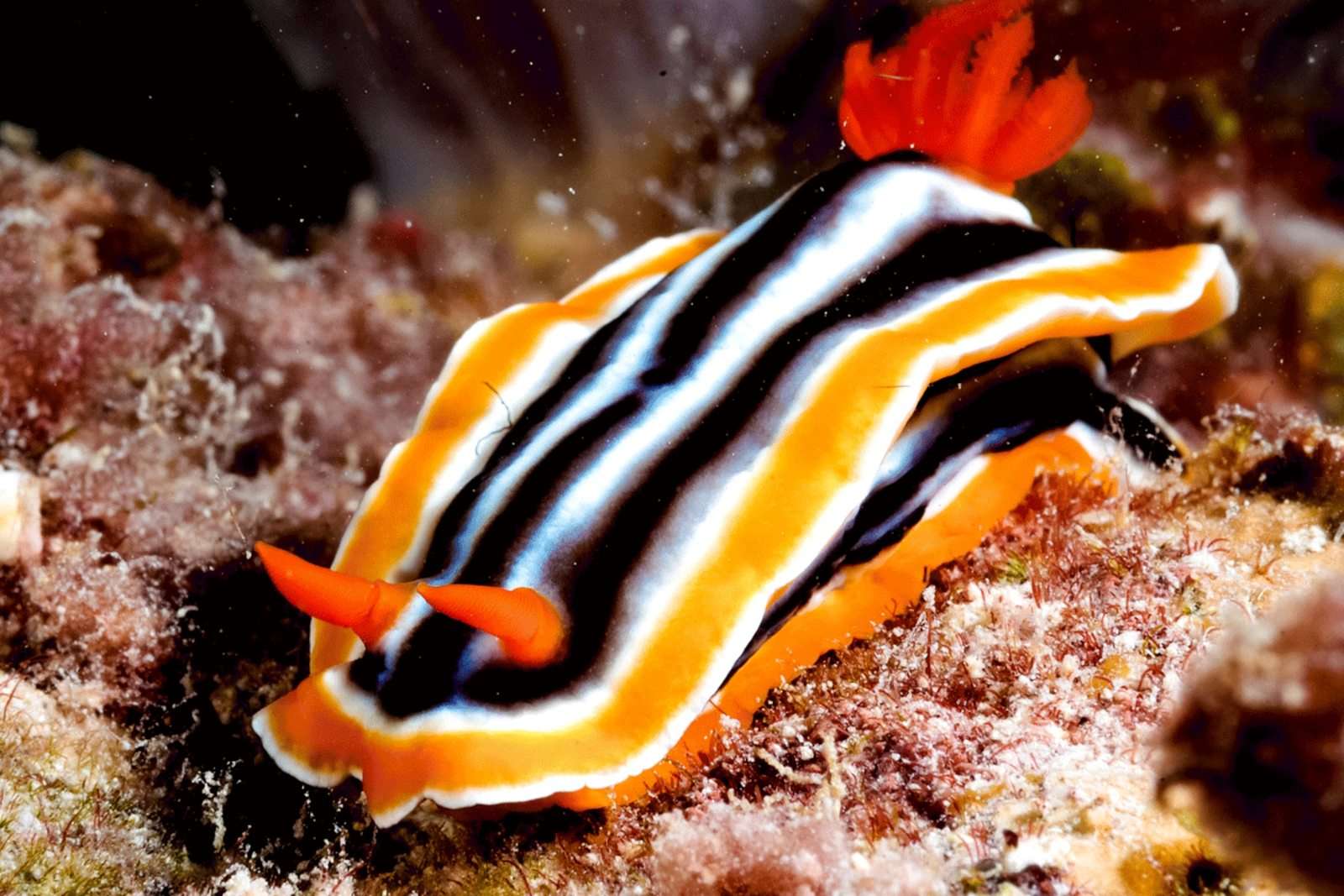 Are Nudibranch Poisonous