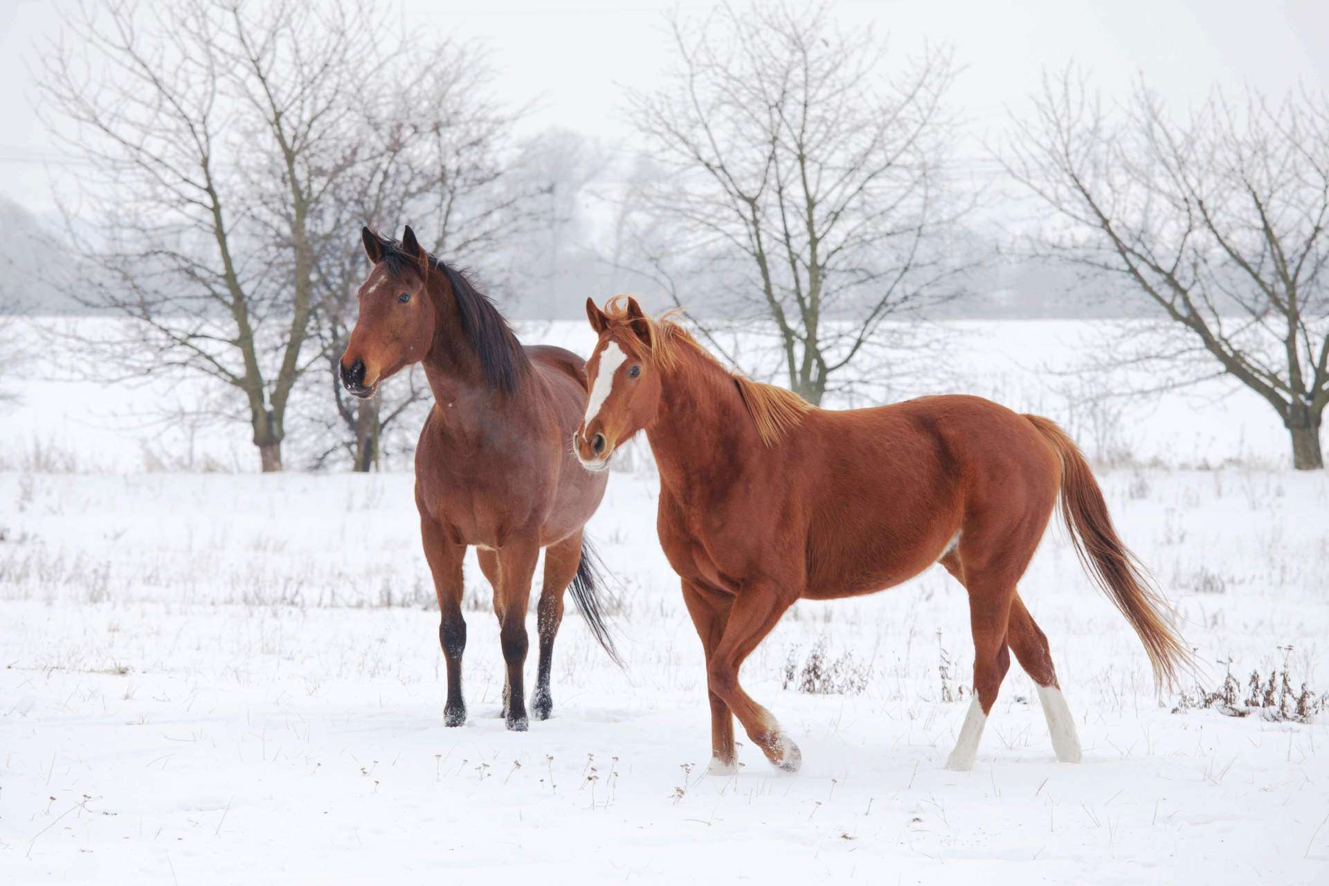 How Cold Can Horses Tolerate