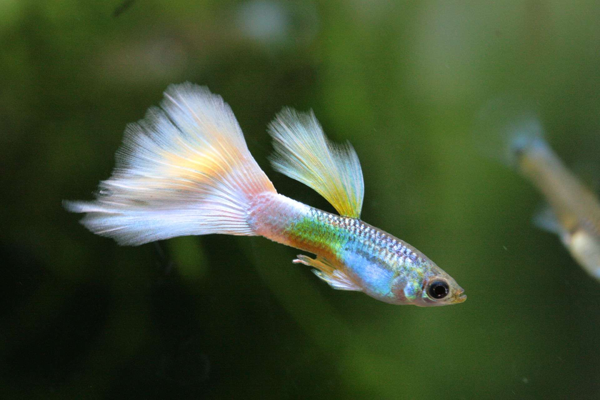 Can Endlers And Guppies Breed
