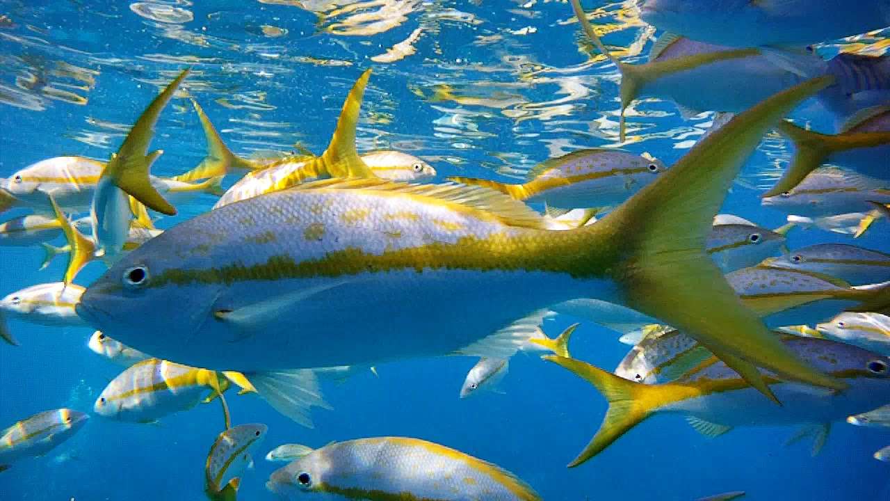What Type Of Fish Is Yellowtail