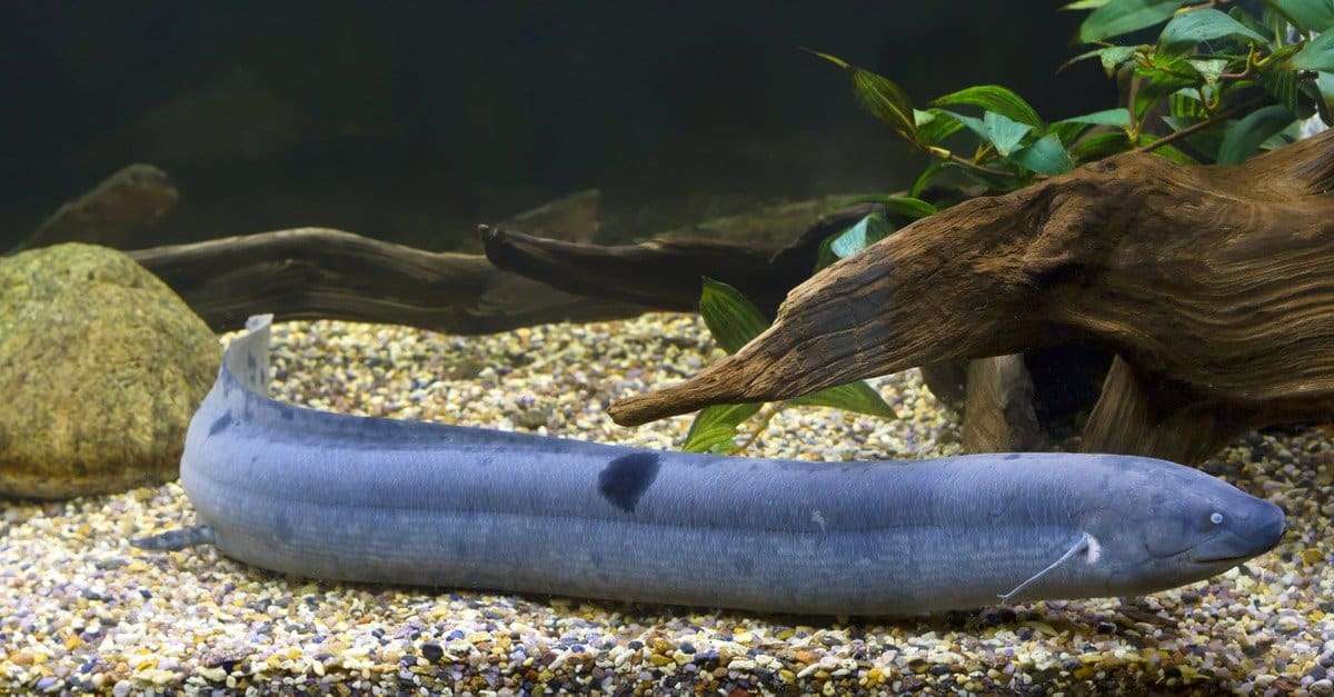 Do Eels Live In Lakes

