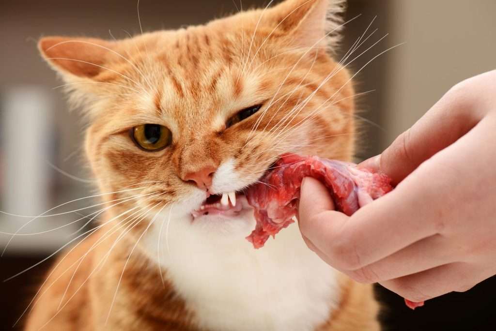 What To Feed Cats When Out Of Cat Food 