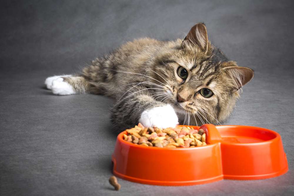 How Long Does It Take A Cat To Digest Food 