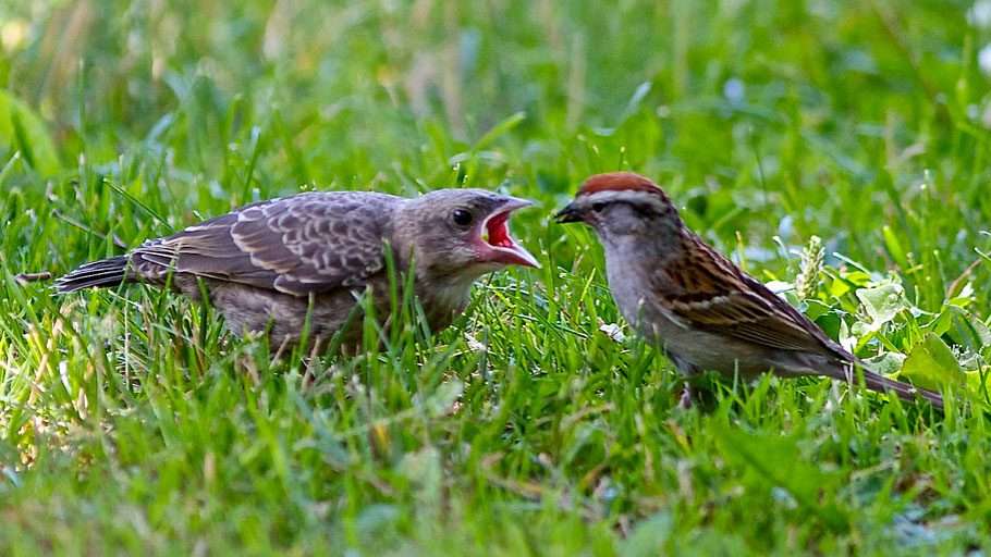 What To Feed A Fledgling Sparrow