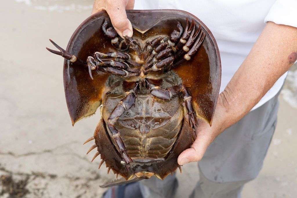 How Big Do Horseshoe Crabs Get