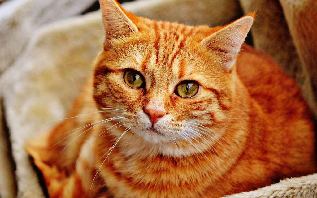 What Is Orange Cat Behavior 