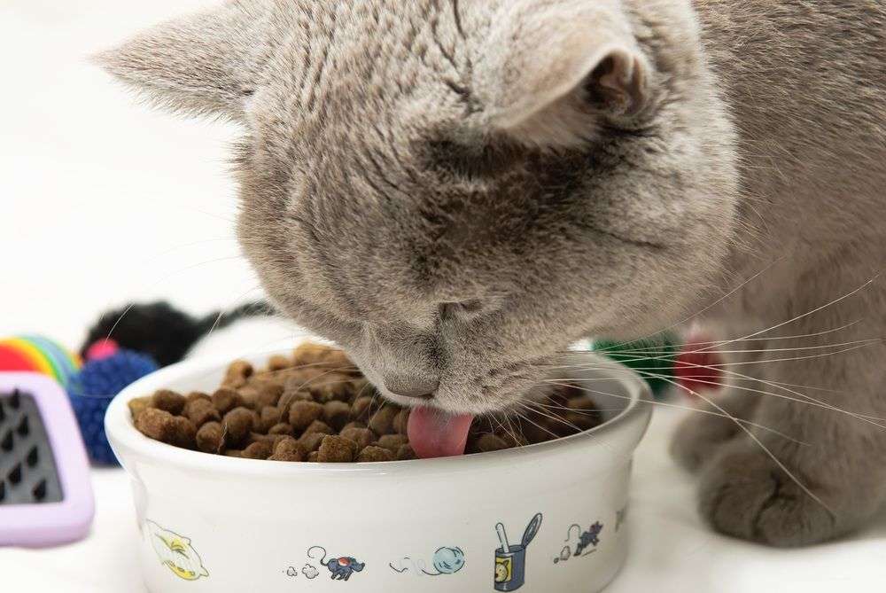 How Many Cups In A Pound Of Cat Food