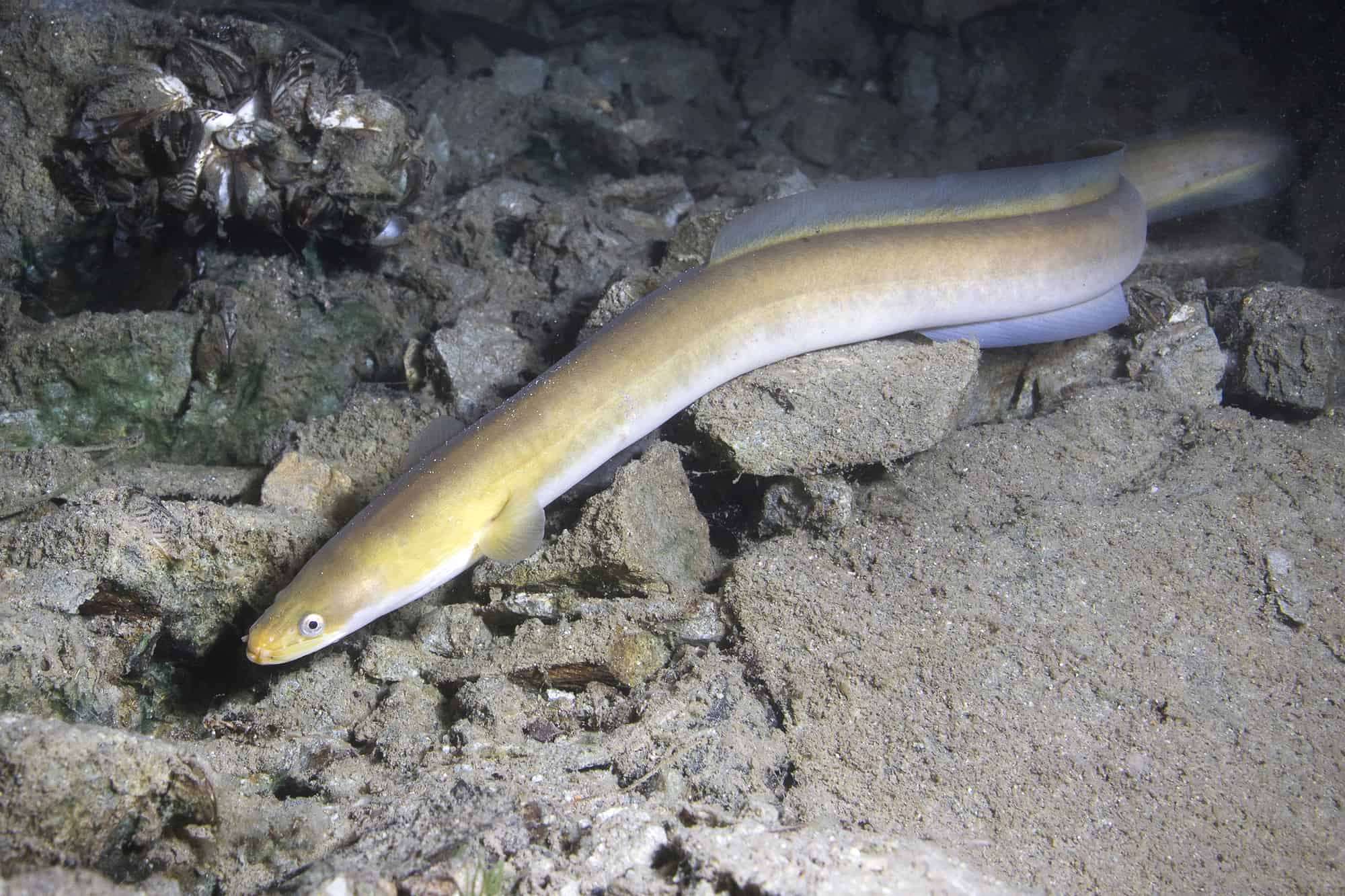 What Does An Eel Look Like
