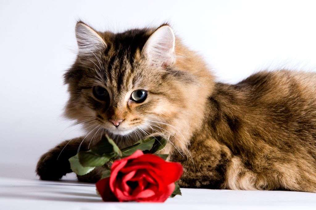 What Flowers Are Safe For Cats