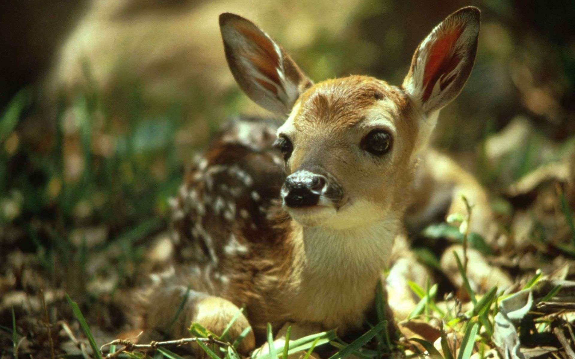 Do Deer Eat Small Animals