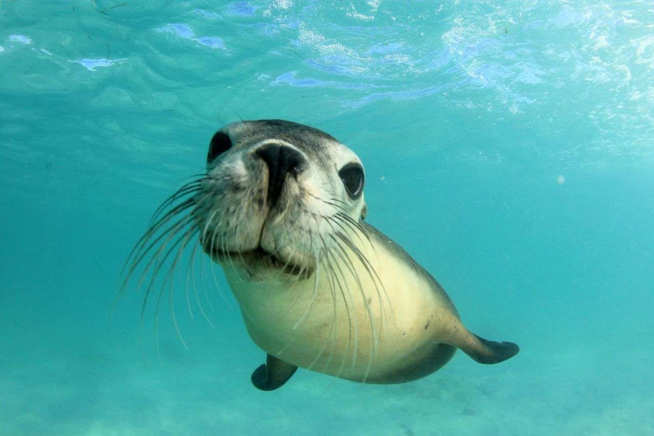Are Seals Endangered