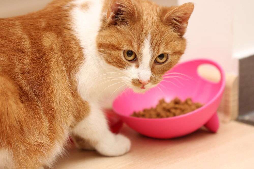 How To Get My Cat To Eat Dry Food 