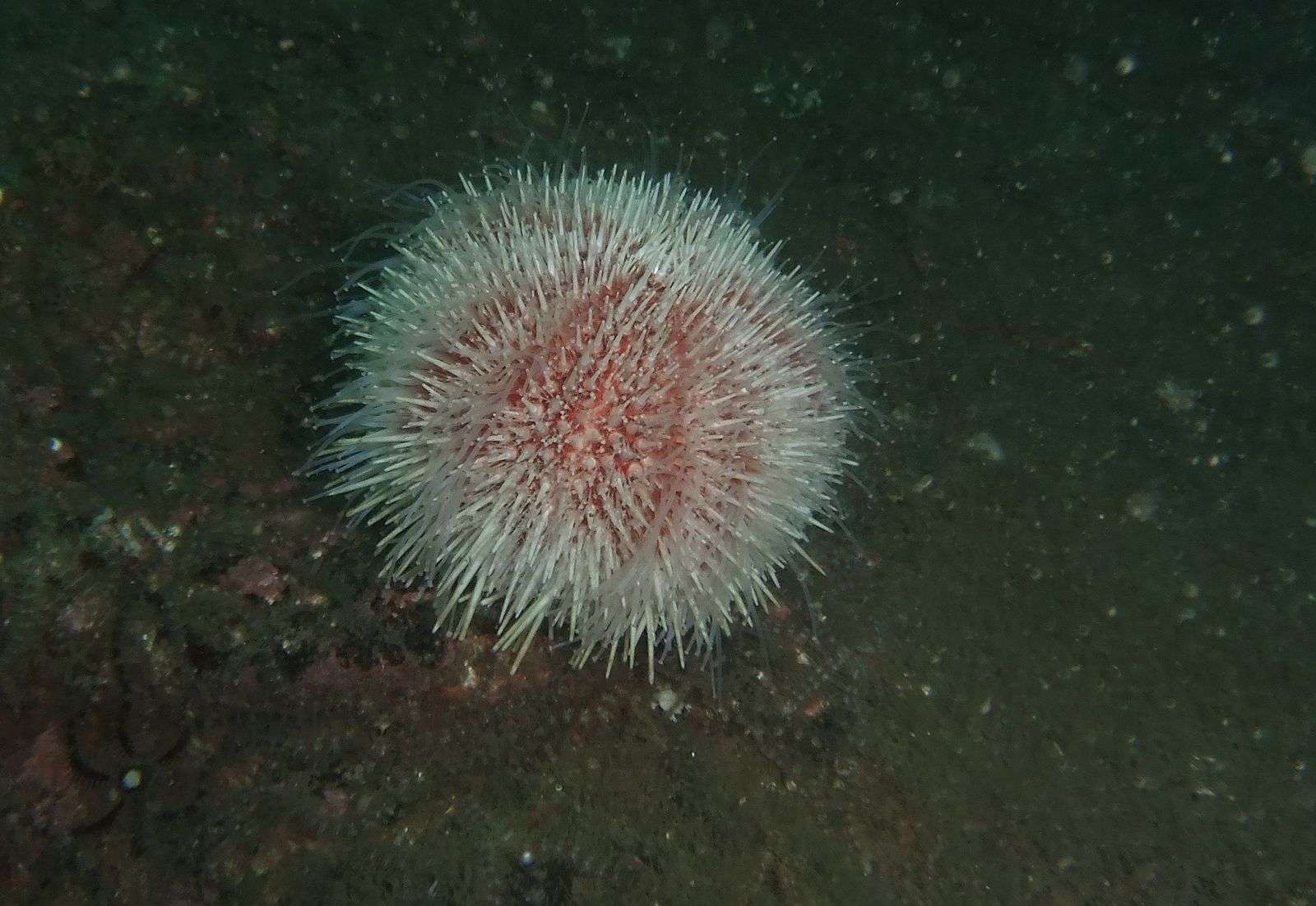 Does Peeing On A Sea Urchin Sting Help
