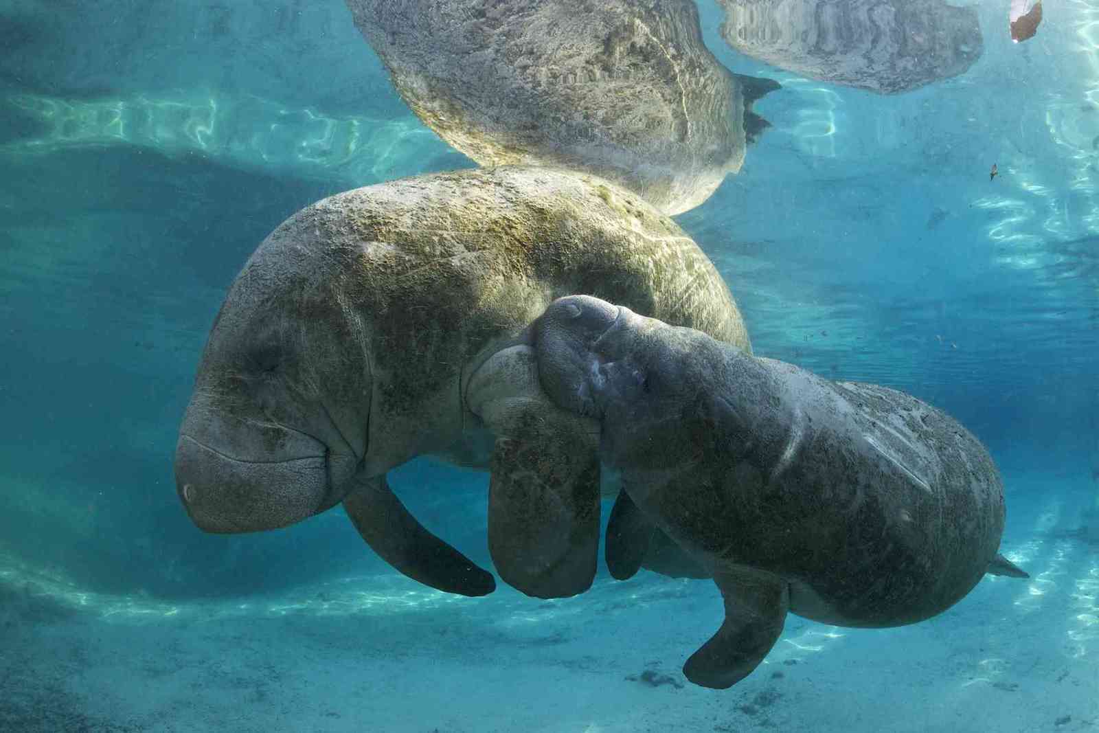 Are Manatees Fresh Or Saltwater