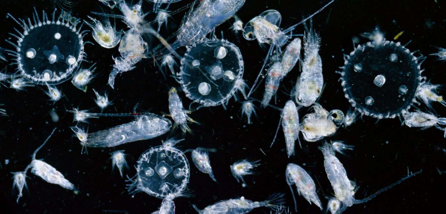 Can Plankton Swim Against Current