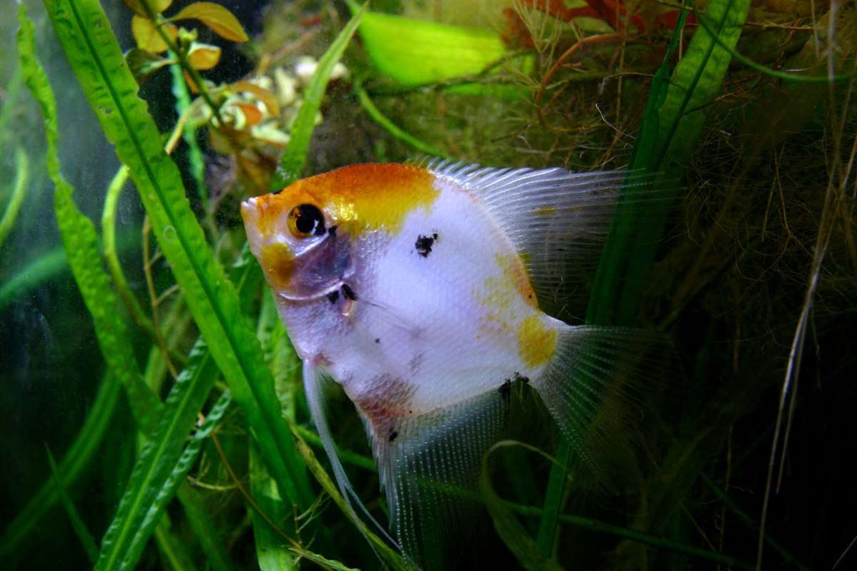 Can Guppy Live With Angelfish