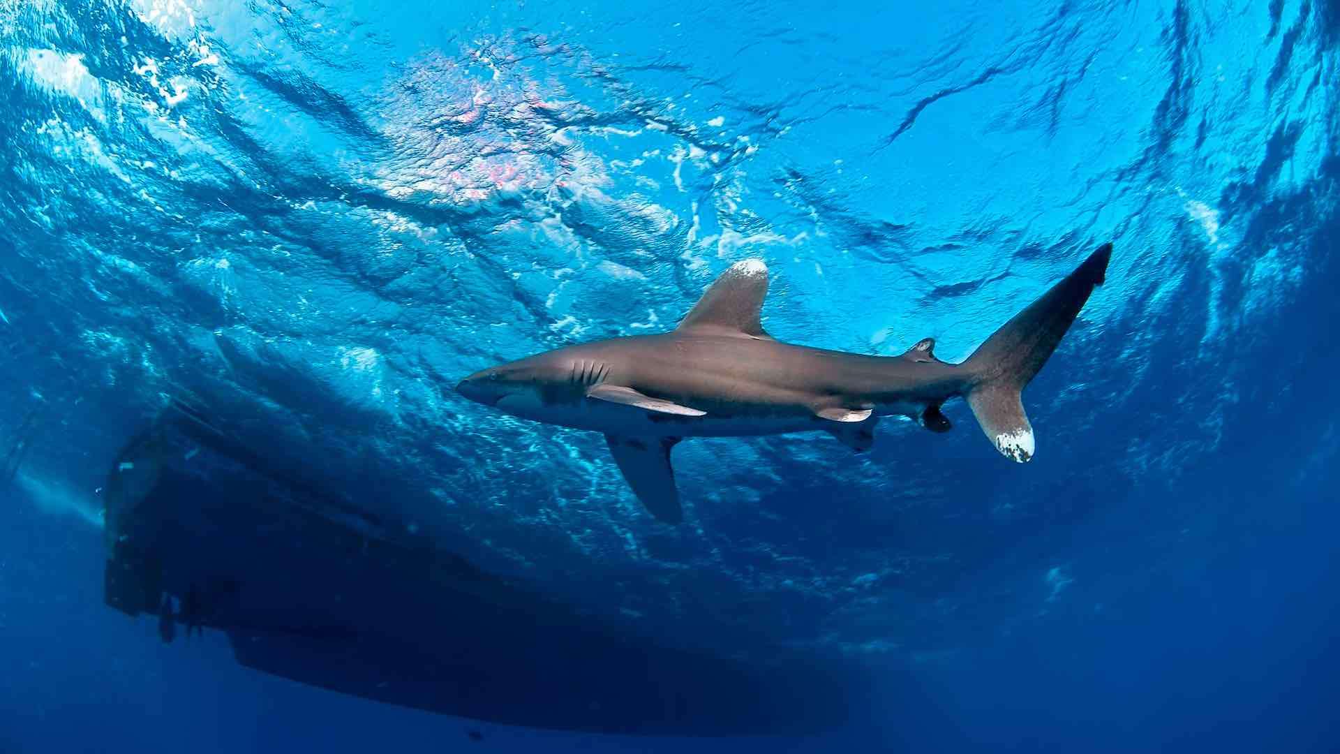Fishermen find remains of missing man inside shark in Argentina