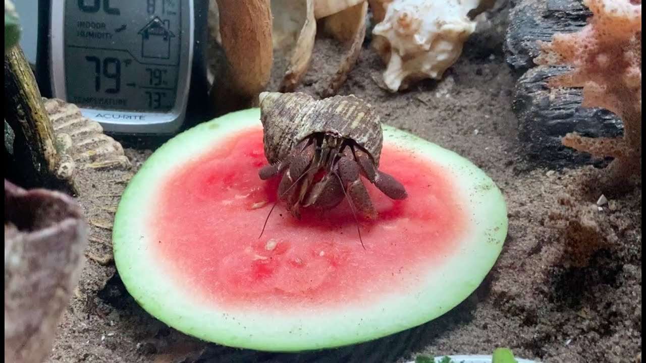 What Fruits Can Hermit Crabs Eat