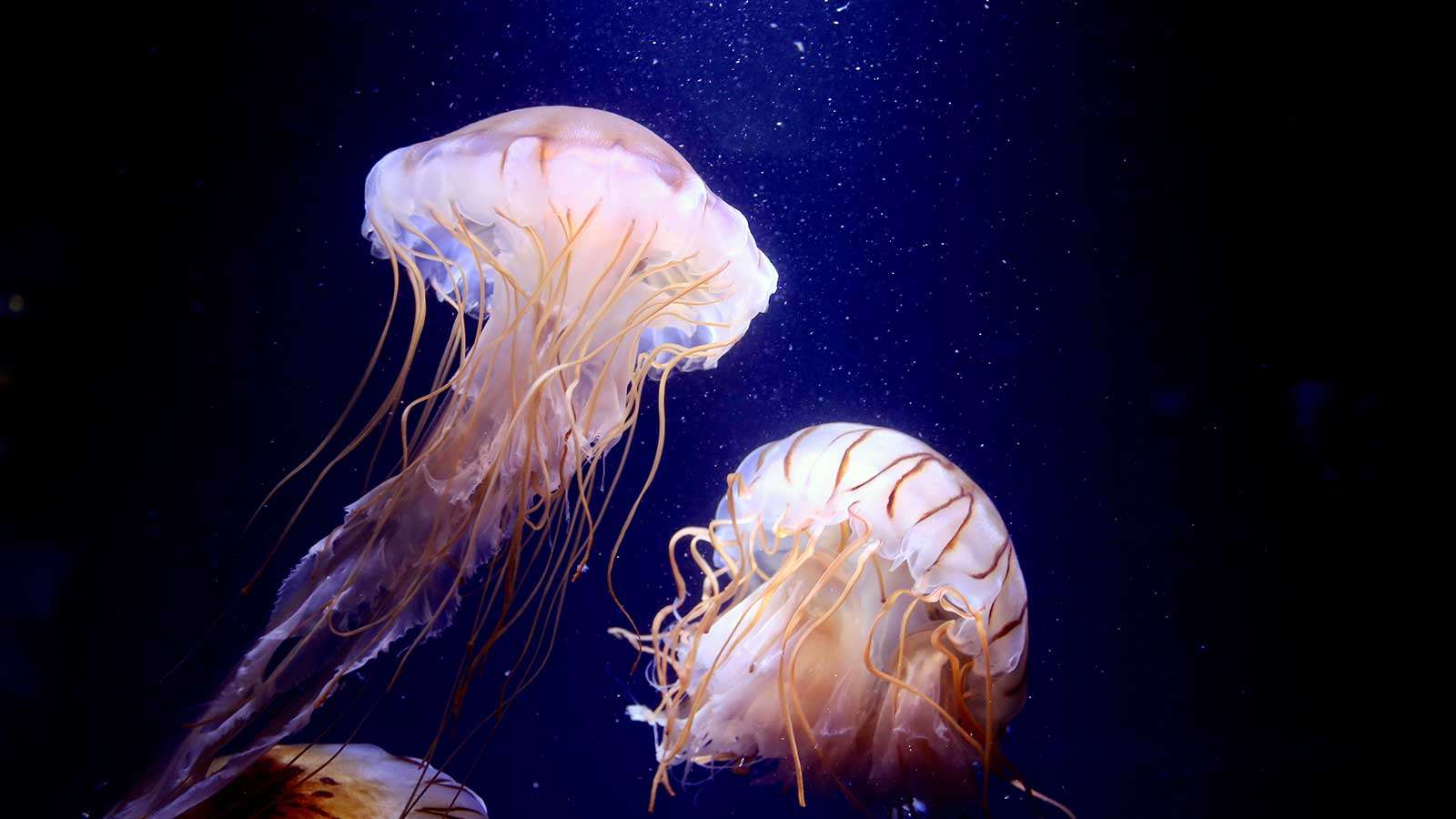 How Do Jellyfish Get Their Food
