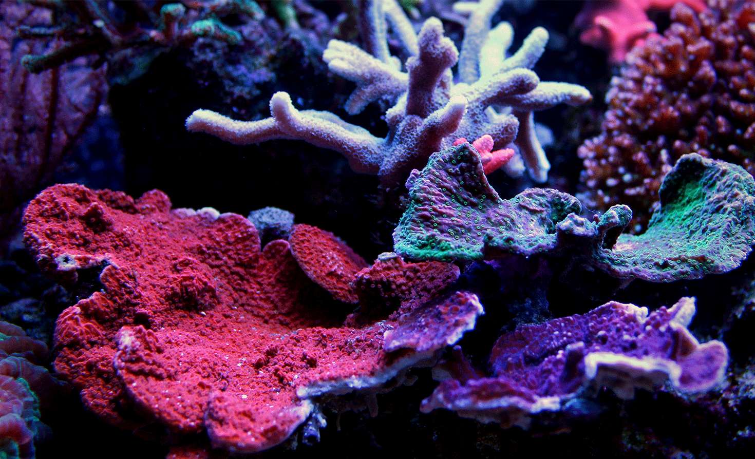 How Does Coral Get Its Color