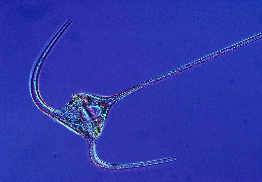 Are Dinoflagellates Plankton